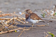 Rufous-chested Dotterel [Zonibyx modestus] 