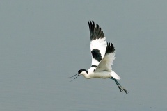 Pied Avocet [Recurvirostra avosetta] 