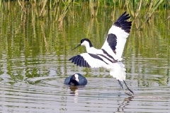 Pied Avocet [Recurvirostra avosetta] 