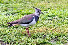 Northern Lapwing [Vanellus vanellus] 