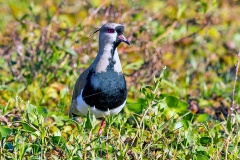 Southern Lapwing [Vanellus chilensis lampronotus] 