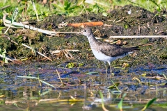 Solitary Sandpiper [Tringa solitaria] 