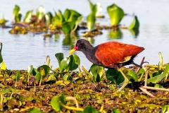 Wattled Jacana [Jacana jacana jacana] 