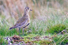 European Golden Plover [Pluvialis apricaria] 