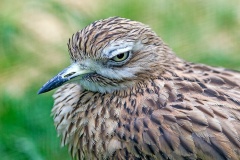 Eurasian Stone-curlew [Burhinus oedicnemus oedicnemus] 