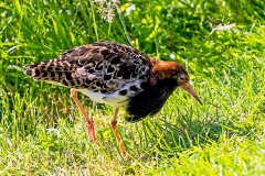Ruff [Calidris pugnax] 