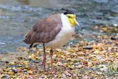 Masked Lapwing [Vanellus miles] 
