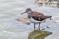 Green Sandpiper [Tringa ochropus] 