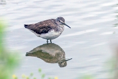 Green Sandpiper [Tringa ochropus] 