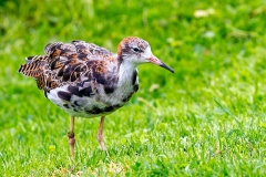 Ruff [Calidris pugnax] 