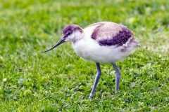 Pied Avocet [Recurvirostra avosetta] 