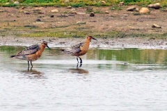 Red Knot [Calidris canutus islandica] 