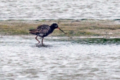 Spotted Redshank [Tringa erythropus] 