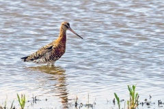 Black-tailed Godwit [Limosa limosa limosa] 
