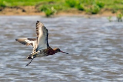 Black-tailed Godwit [Limosa limosa limosa] 