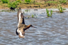 Black-tailed Godwit [Limosa limosa limosa] 