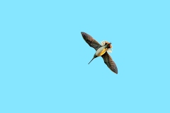 Pantanal Snipe [Gallinago paraguaiae] 