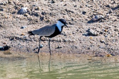 Spur-winged Lapwing [Vanellus spinosus] 