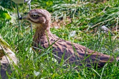 Eurasian Stone-curlew [Burhinus oedicnemus oedicnemus] 