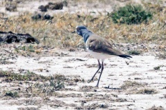 Black-winged Lapwing [Vanellus melanopterus minor] 