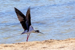 Black-necked Stilt [Himantopus mexicanus mexicanus] 