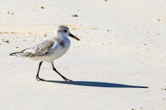 Sanderling [Calidris alba rubida] 