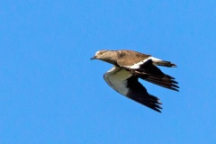 Black-winged Lapwing [Vanellus melanopterus minor] 