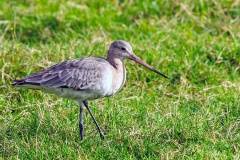 Black-tailed Godwit [Limosa limosa limosa] 