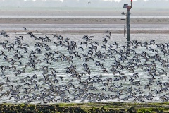 Eurasian Oystercatcher [Haematopus ostralegus ostralegus] 