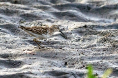 Western Sandpiper [Calidris mauri]