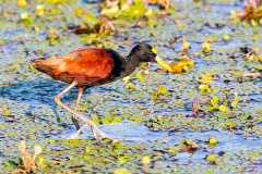 Northern Jacana [Jacana spinosa] 