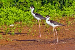 Black-necked Stilt [Himantopus mexicanus mexicanus] 