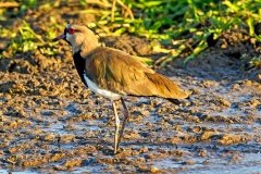 Southern Lapwing [Vanellus chilensis cayennensis] 