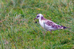 CHARADRIIFORMES 2