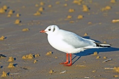 Black-headed Gull [Chroicocephalus ridibundus] 