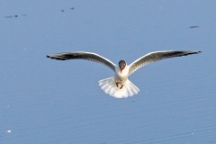 Black-headed Gull [Chroicocephalus ridibundus] 
