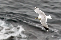 Common Gull [Larus canus canus] 