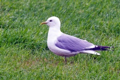 Common Gull [Larus canus canus] 