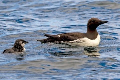 Common Murre [Uria aalge aalge]