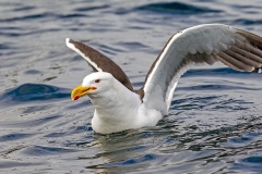 Great Black-backed Gull [Larus marinus] 