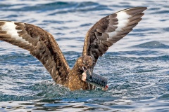 Great Skua [Stercorarius skua]