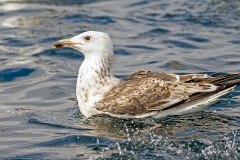Great Black-backed Gull [Larus marinus] 