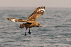 Great Skua [Stercorarius skua]