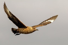 Great Skua [Stercorarius skua]