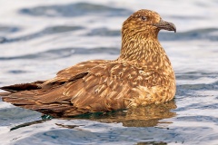 Great Skua [Stercorarius skua]