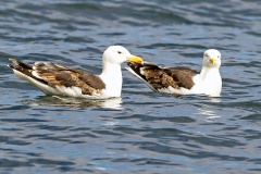 Great Black-backed Gull [Larus marinus]