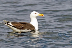Great Black-backed Gull [Larus marinus]