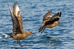 Great Skua [Stercorarius skua]