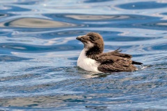 Razorbill [Alca torda islandica]
