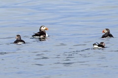 Atlantic Puffin [Fratercula arcticas]